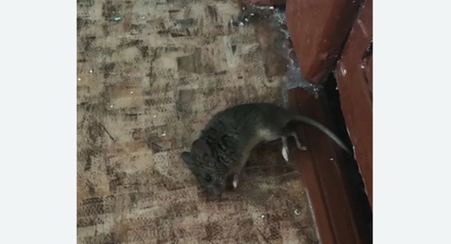 Дезинфекция от мышей в Сердобске