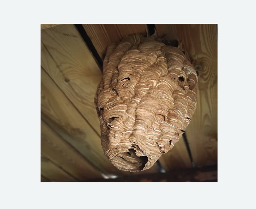 обработка от шершней в Сердобске