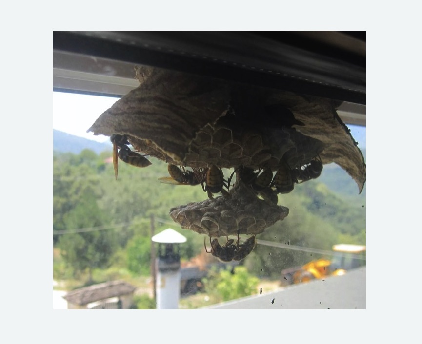 Уничтожение гнёзд шершней в Сердобске