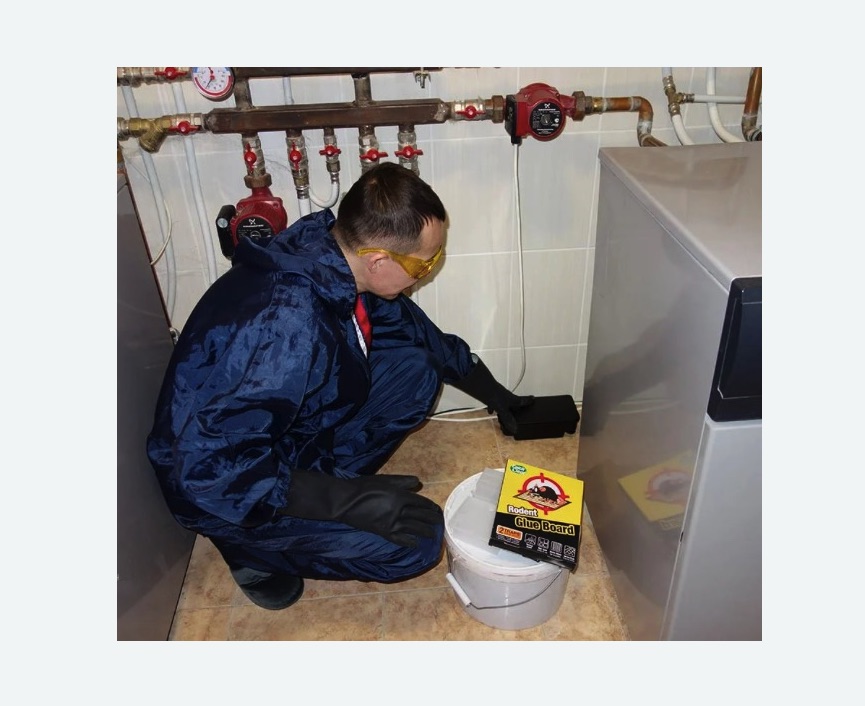 Уничтожение крыс в Сердобске