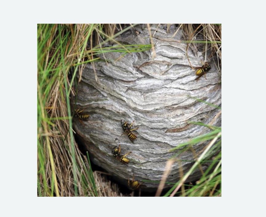 Уничтожение ос и ульев в Сердобске